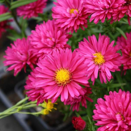 Астра Роял Руби Астра Роял Руби