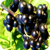 Смородина черная "Багира" Смородина черная "Багира"